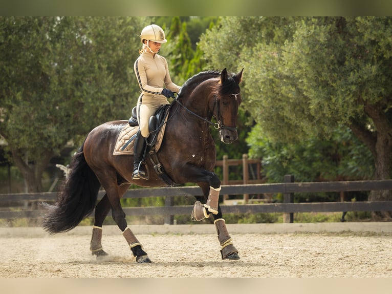 PRE Mix Wallach 13 Jahre 163 cm Dunkelbrauner in Santa Perpetua de Mogoda