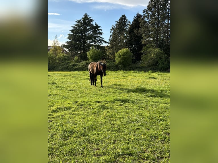 PRE Wallach 13 Jahre 163 cm Rappe in Darmstadt