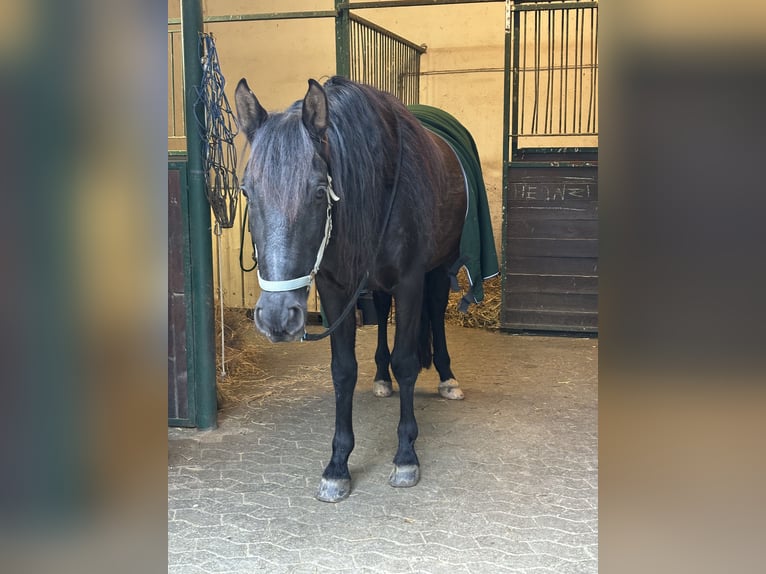 PRE Wallach 13 Jahre 163 cm Rappe in Darmstadt