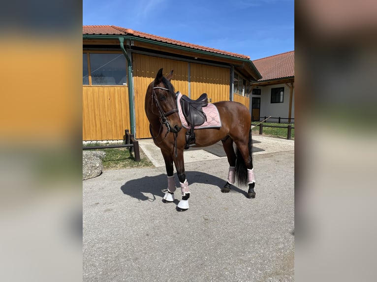 PRE Wallach 13 Jahre 164 cm Brauner in Gössendorf