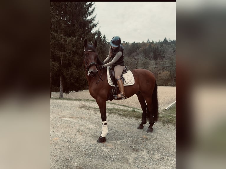 PRE Wallach 13 Jahre 164 cm Brauner in Gössendorf