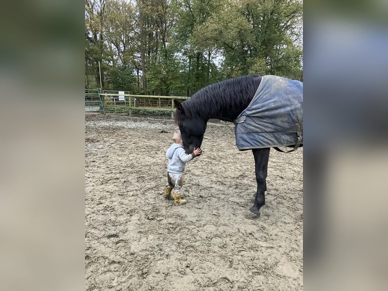 PRE Mix Wallach 13 Jahre 164 cm Rappe in Herenthout