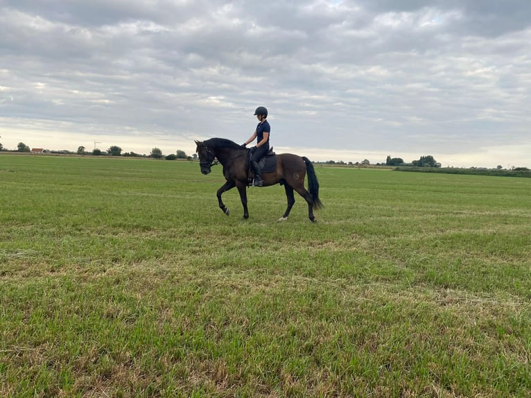 PRE Mix Wallach 13 Jahre 164 cm Rappe in Herenthout