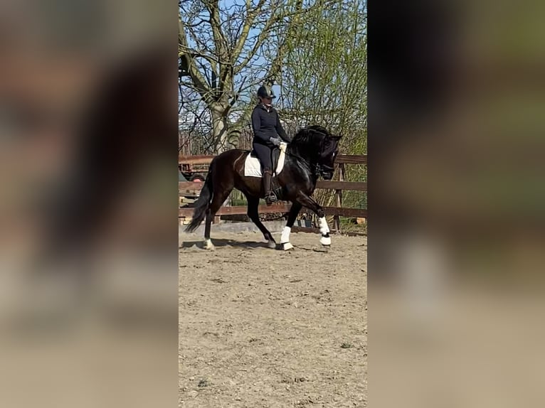 PRE Mix Wallach 13 Jahre 164 cm Rappe in Herenthout