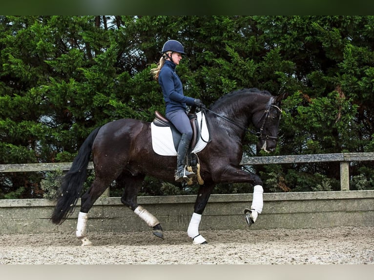 PRE Mix Wallach 13 Jahre 164 cm Rappe in Herenthout