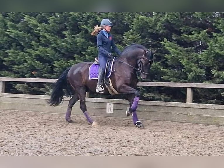 PRE Mix Wallach 13 Jahre 164 cm Rappe in Herenthout