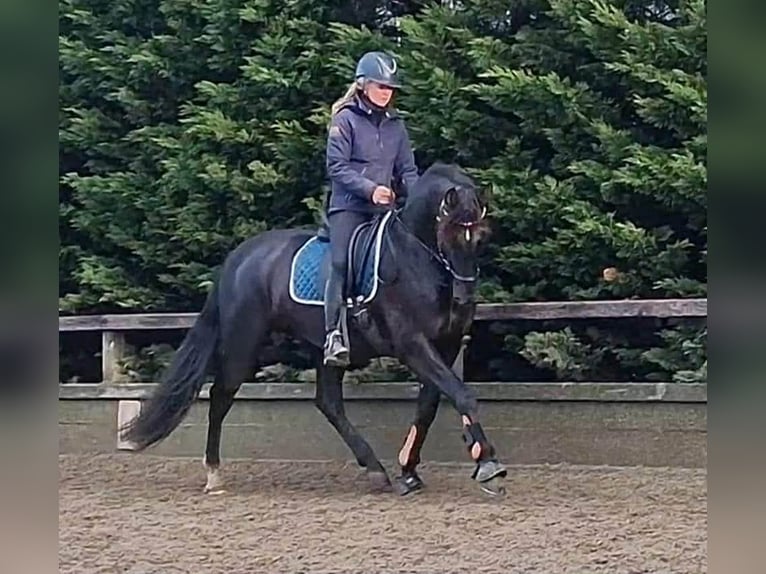 PRE Mix Wallach 13 Jahre 164 cm Rappe in Herenthout