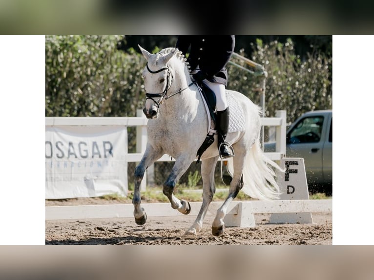 PRE Mix Wallach 13 Jahre 164 cm Schimmel in NAVAS DEL MADRONO