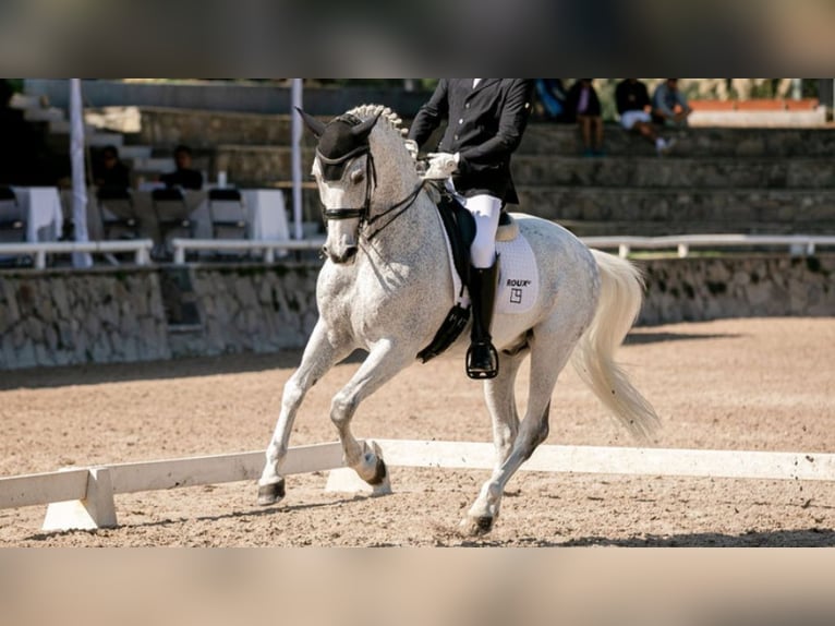 PRE Mix Wallach 13 Jahre 164 cm Schimmel in NAVAS DEL MADRONO