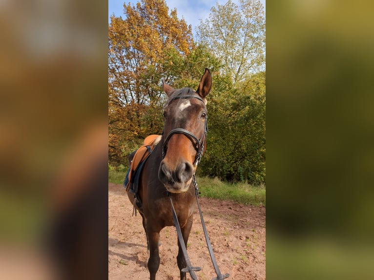 PRE Mix Wallach 13 Jahre 165 cm Brauner in Pirmasens