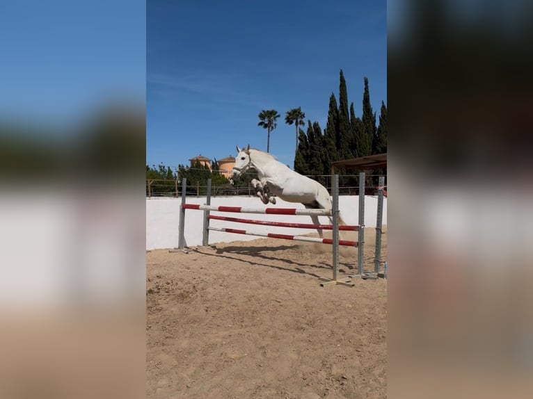 PRE Wallach 13 Jahre 165 cm Schimmel in Els Poblets