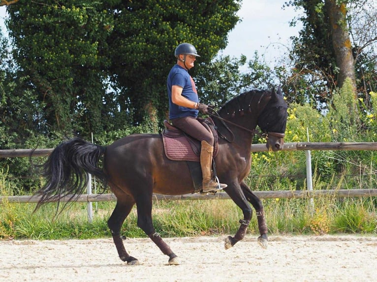 PRE Mix Wallach 13 Jahre 166 cm Dunkelbrauner in Sourcieux les mines