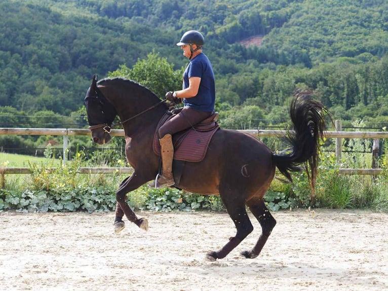 PRE Mix Wallach 13 Jahre 166 cm Dunkelbrauner in Sourcieux les mines