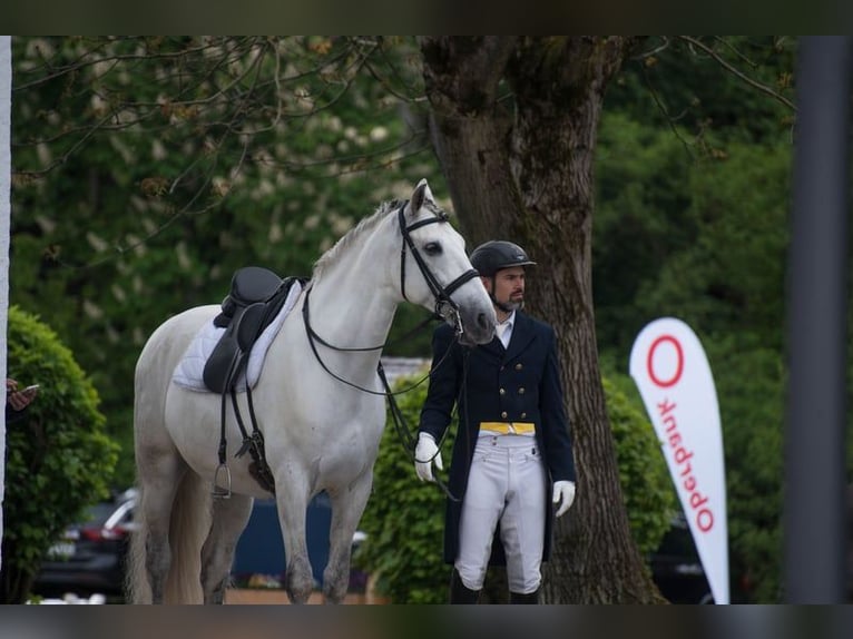 PRE Wallach 13 Jahre 167 cm Schimmel in Haag