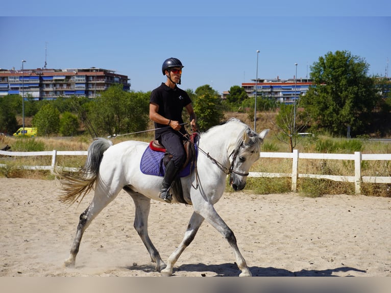 PRE Mix Wallach 13 Jahre 167 cm Schimmel in Boadilla Del Monte