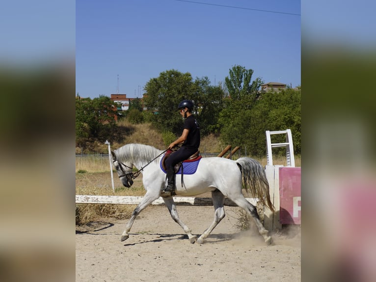 PRE Mix Wallach 13 Jahre 167 cm Schimmel in Boadilla Del Monte