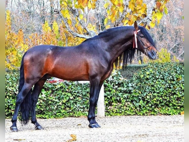 PRE Wallach 13 Jahre 168 cm Brauner in Königswinter