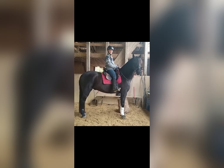 PRE Wallach 13 Jahre 170 cm Dunkelbrauner in Weisslingen