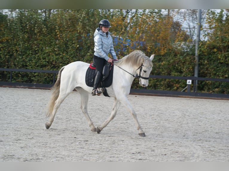 PRE Wallach 13 Jahre 171 cm White in Leerbroek