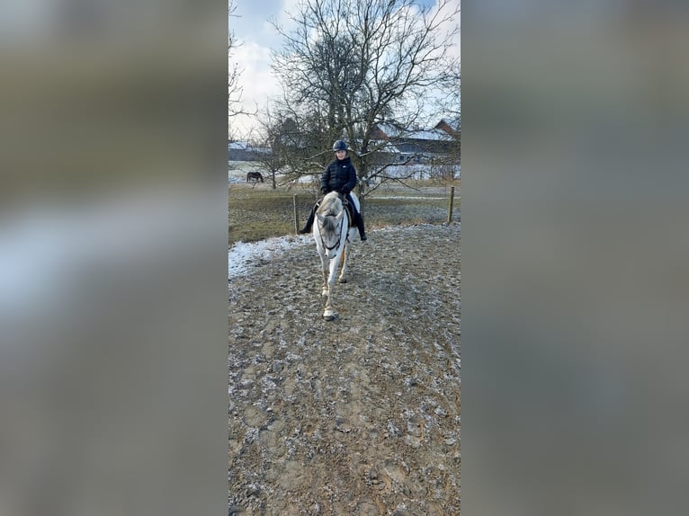 PRE Wallach 13 Jahre 175 cm Fliegenschimmel in Bad AiblingBad Aibling