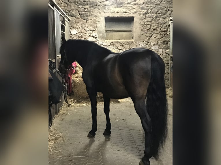 PRE Wallach 14 Jahre 153 cm Brauner in Haan