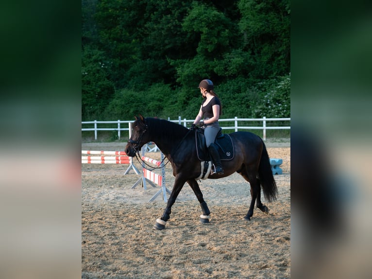 PRE Wallach 14 Jahre 153 cm Brauner in Haan