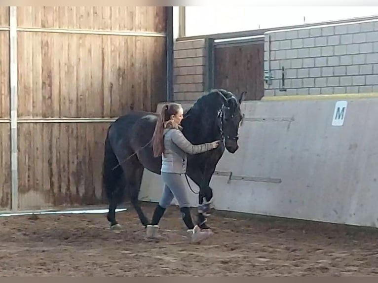 PRE Wallach 14 Jahre 153 cm Brauner in Haan