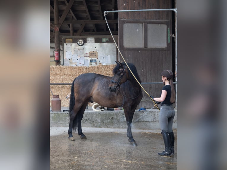 PRE Wallach 14 Jahre 153 cm Brauner in Haan