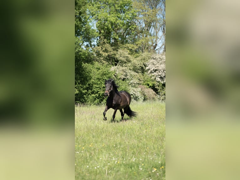 PRE Wallach 14 Jahre 153 cm Brauner in Haan