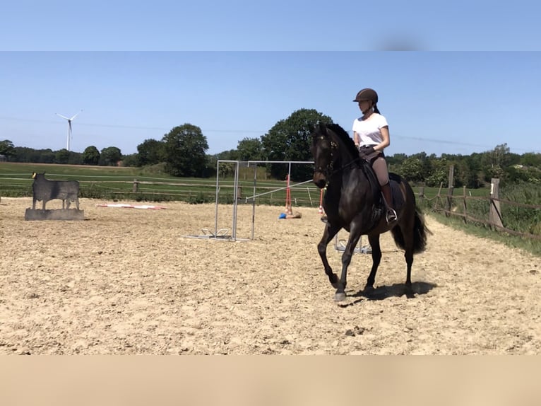 PRE Wallach 14 Jahre 153 cm Brauner in Haan