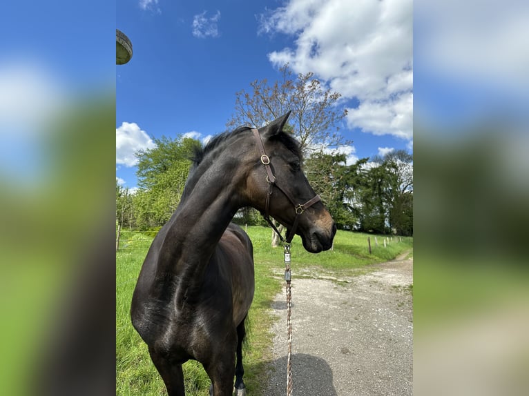 PRE Wallach 14 Jahre 153 cm Brauner in Haan