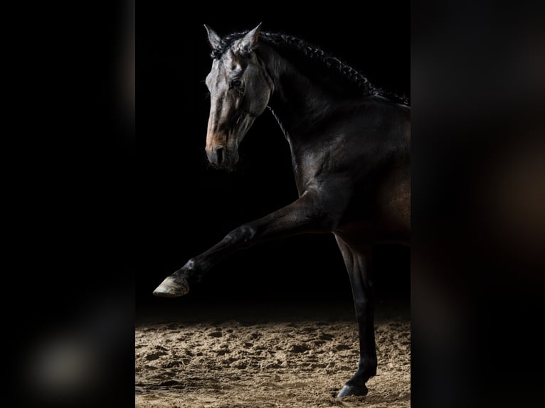 PRE Wallach 14 Jahre 153 cm Brauner in Haan