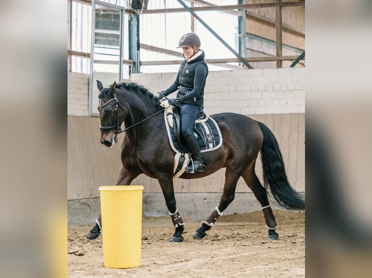PRE Wallach 14 Jahre 153 cm Brauner in Haan