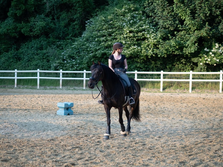 PRE Wallach 14 Jahre 153 cm Brauner in Haan