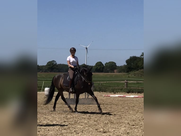 PRE Wallach 14 Jahre 153 cm Brauner in Haan