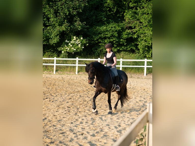 PRE Wallach 14 Jahre 153 cm Brauner in Haan