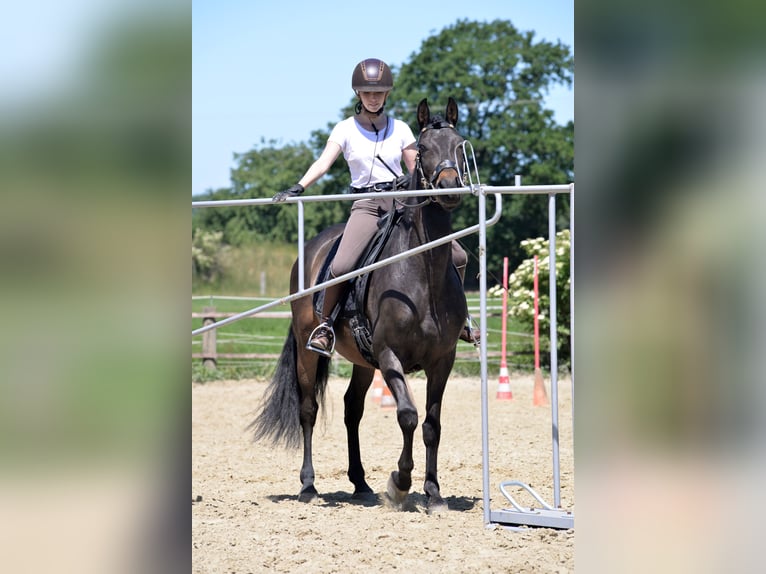 PRE Wallach 14 Jahre 153 cm Brauner in Haan