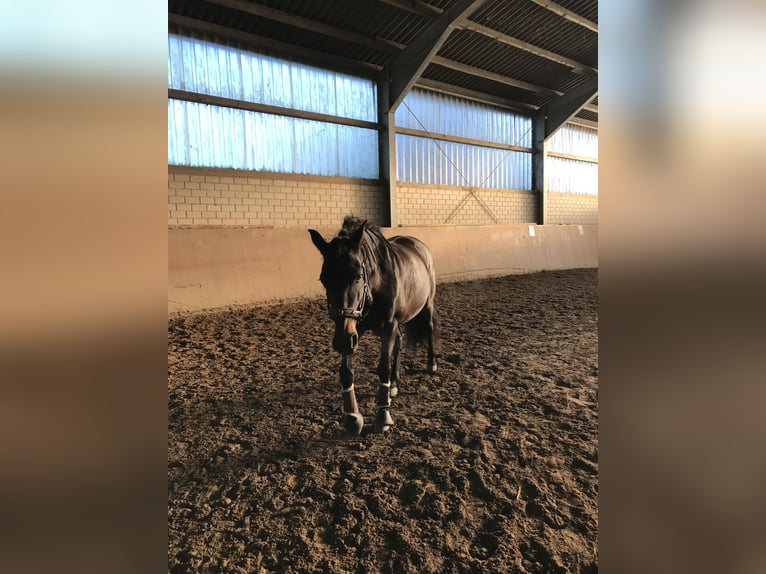 PRE Wallach 14 Jahre 153 cm Brauner in Haan