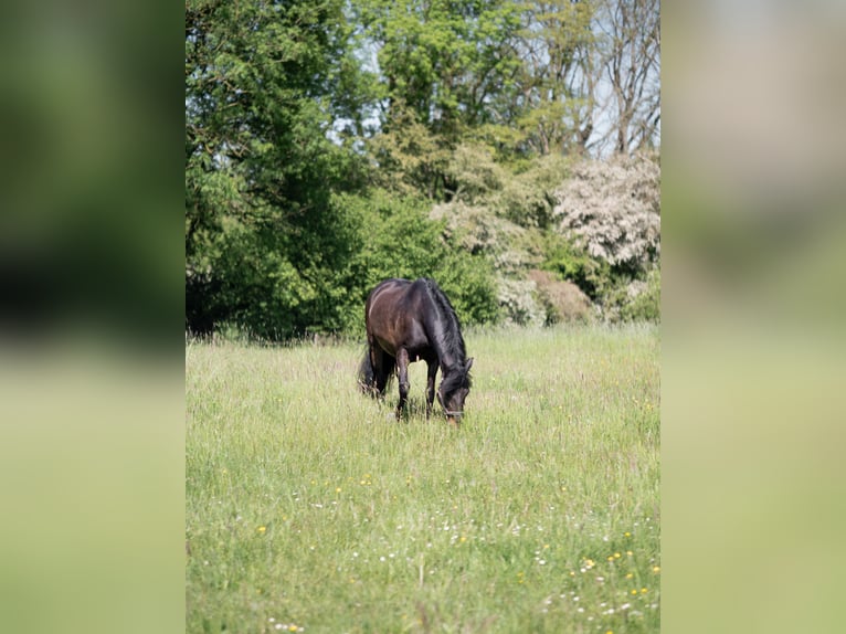 PRE Wallach 14 Jahre 153 cm Brauner in Haan