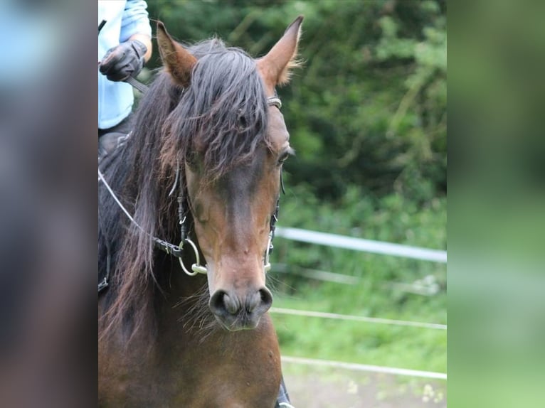 PRE Wallach 14 Jahre 154 cm Brauner in Verden (Aller)Verden