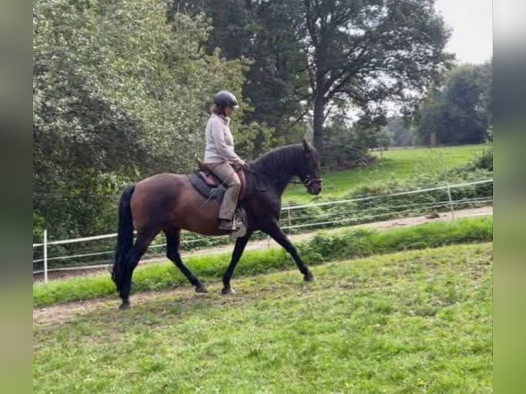 PRE Wallach 14 Jahre 154 cm Brauner in Verden (Aller)Verden