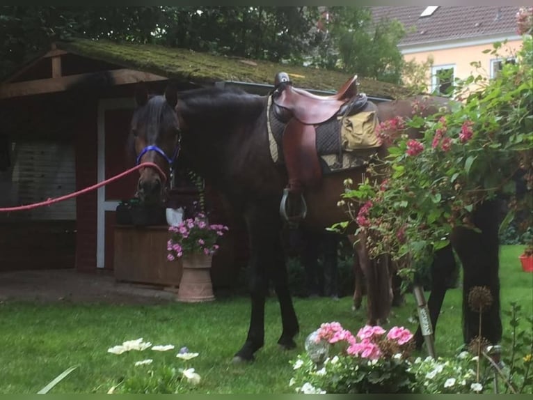 PRE Wallach 14 Jahre 154 cm Brauner in Verden (Aller)Verden