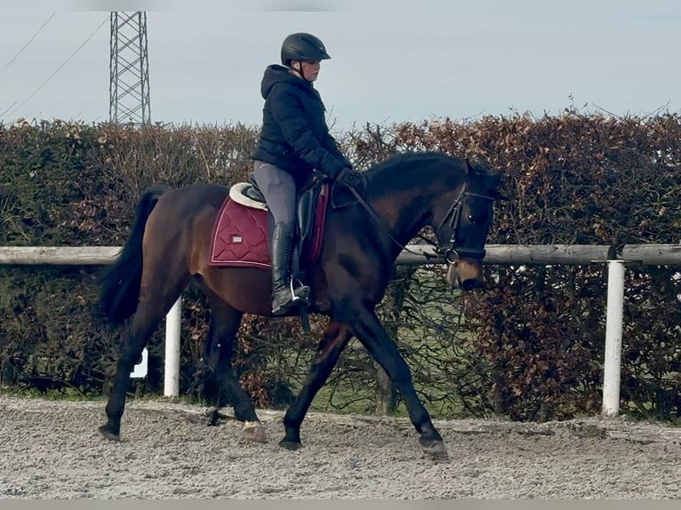 PRE Mix Wallach 14 Jahre 155 cm Brauner in Neustadt (Wied)