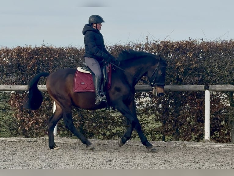 PRE Mix Wallach 14 Jahre 155 cm Brauner in Neustadt (Wied)