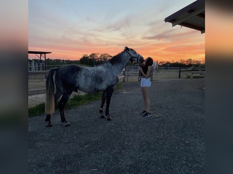 PRE Mix Wallach 14 Jahre 155 cm Schimmel in Hollabrunn