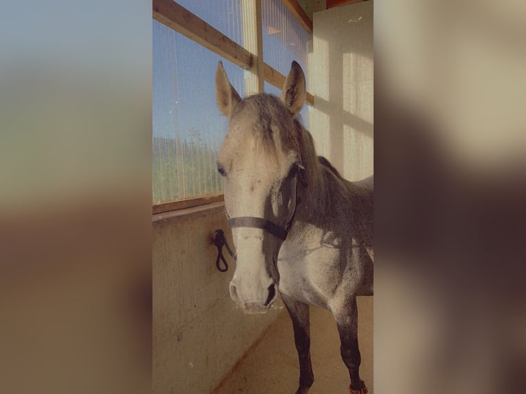 PRE Mix Wallach 14 Jahre 155 cm Schimmel in Hollabrunn