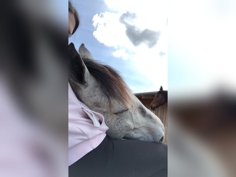 PRE Mix Wallach 14 Jahre 155 cm Schimmel in Hollabrunn