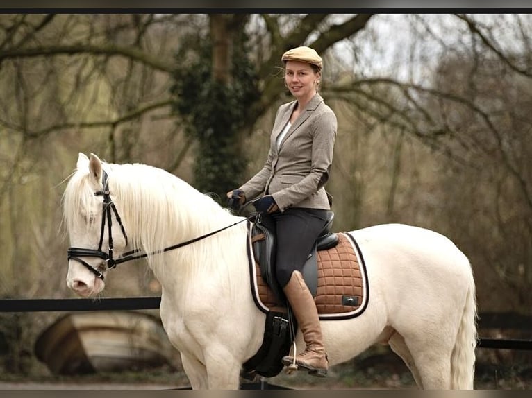 PRE Wallach 14 Jahre 156 cm Cremello in Bad Salzuflen
