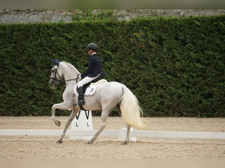 PRE Mix Wallach 14 Jahre 156 cm Schimmel in Alaior