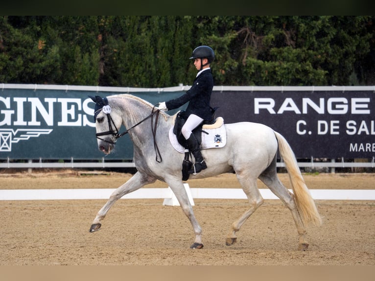 PRE Mix Wallach 14 Jahre 156 cm Schimmel in Alaior